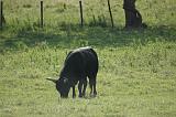 camargue (19)